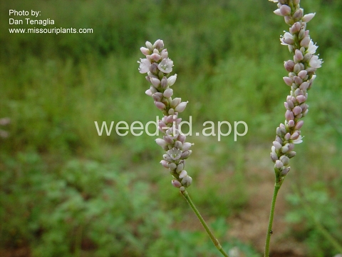smartweed, Pennsylvania